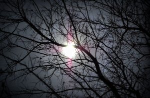 Full winter moon peeks through bare branches